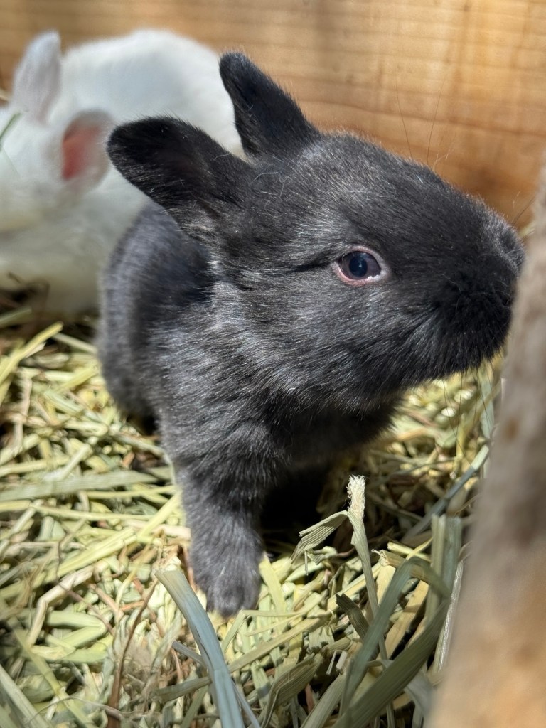TAMUK rabbit