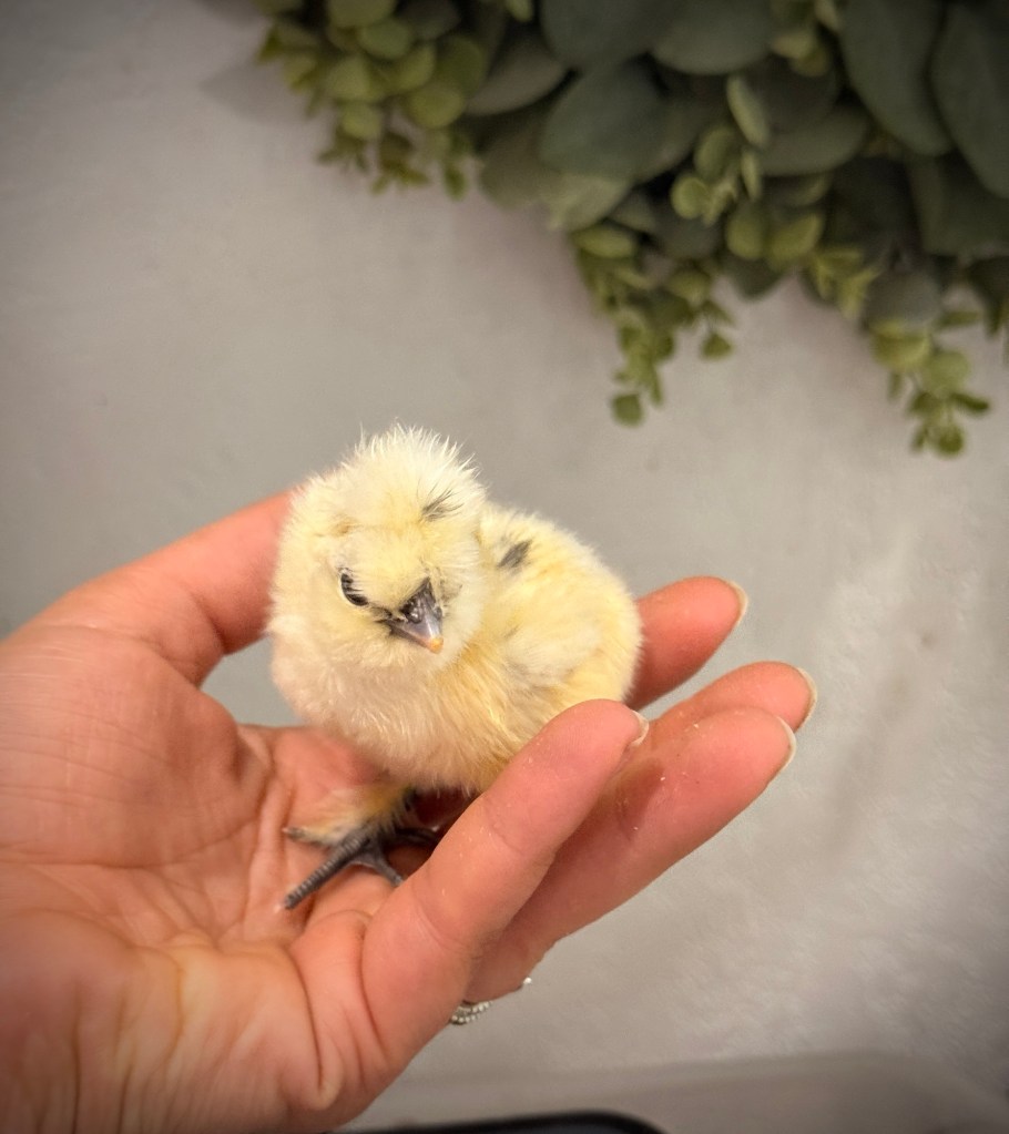 Silkie chick