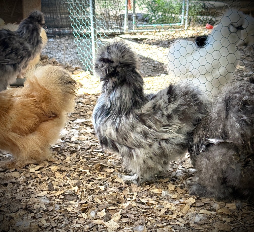 Silkie chicken