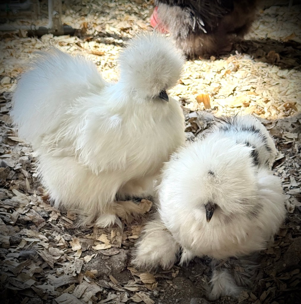 Silkie chicken