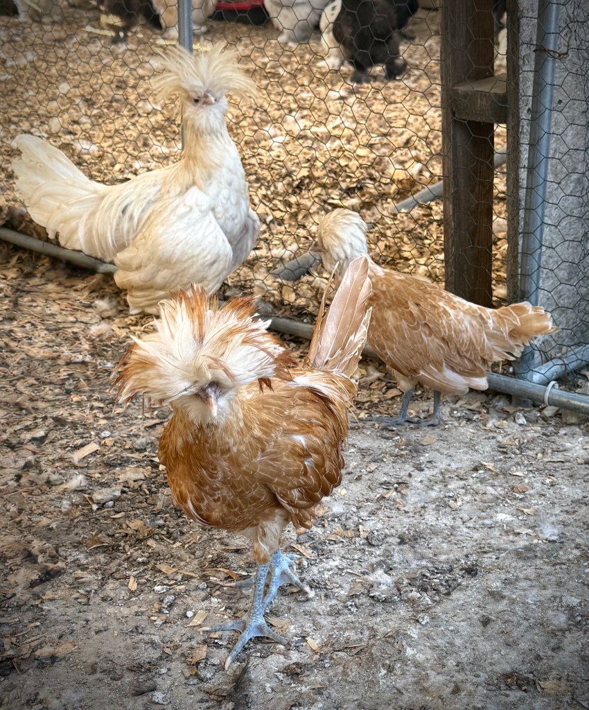 Polish chicken