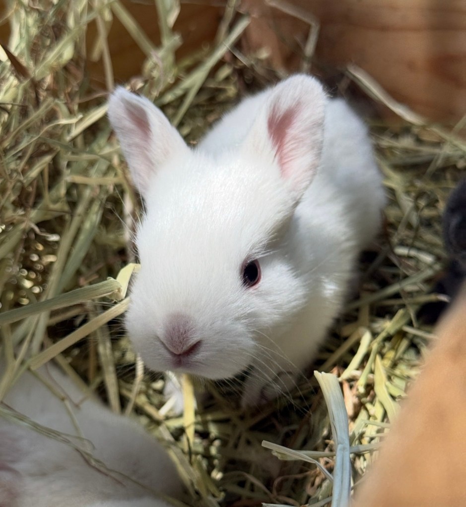 TAMUK rabbit