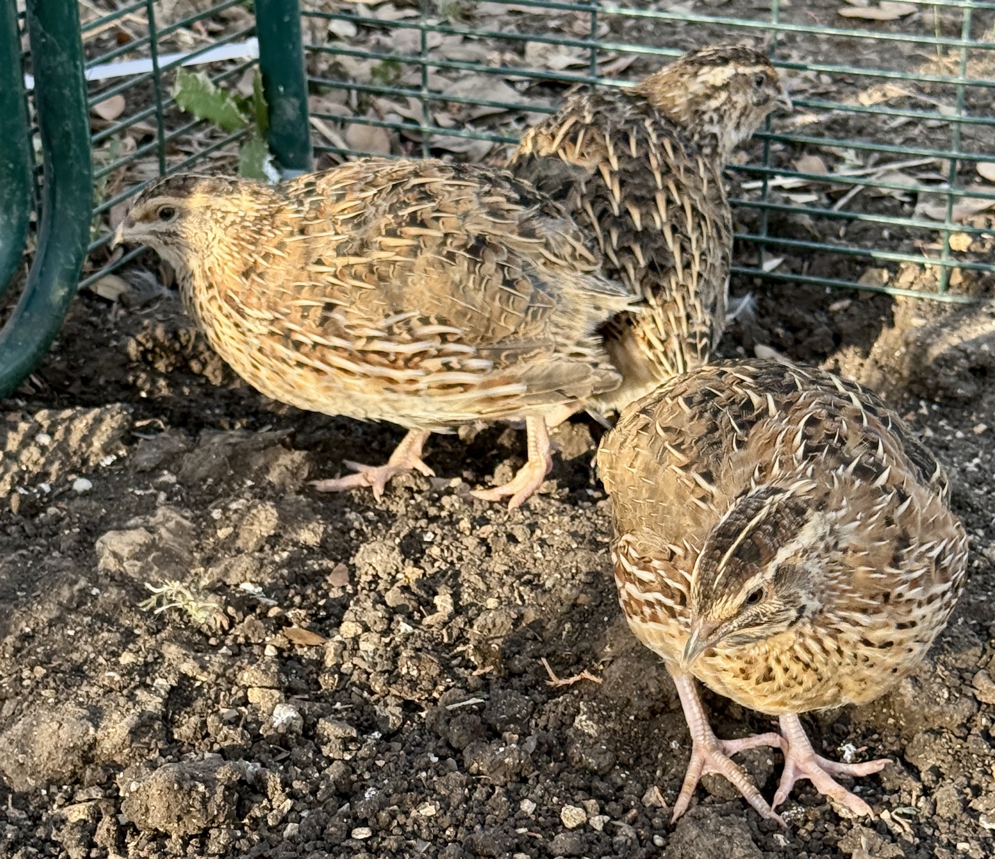 Quail on The Barely Functioning Farm