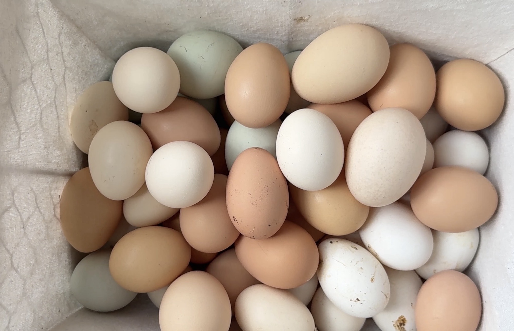 Free-range eggs from The Barely Functioning Farm