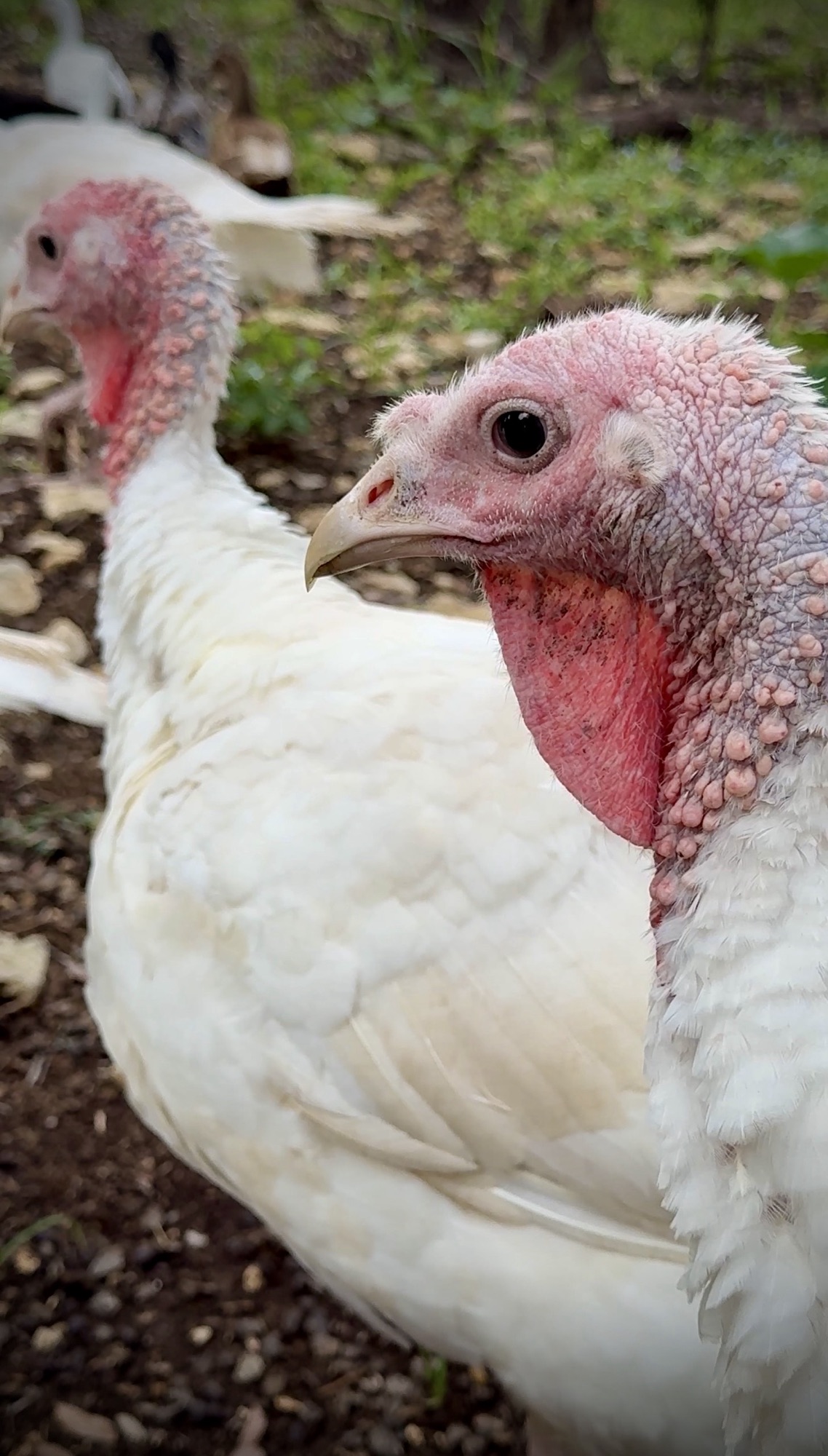 Turkey from The Barely Functioning Farm