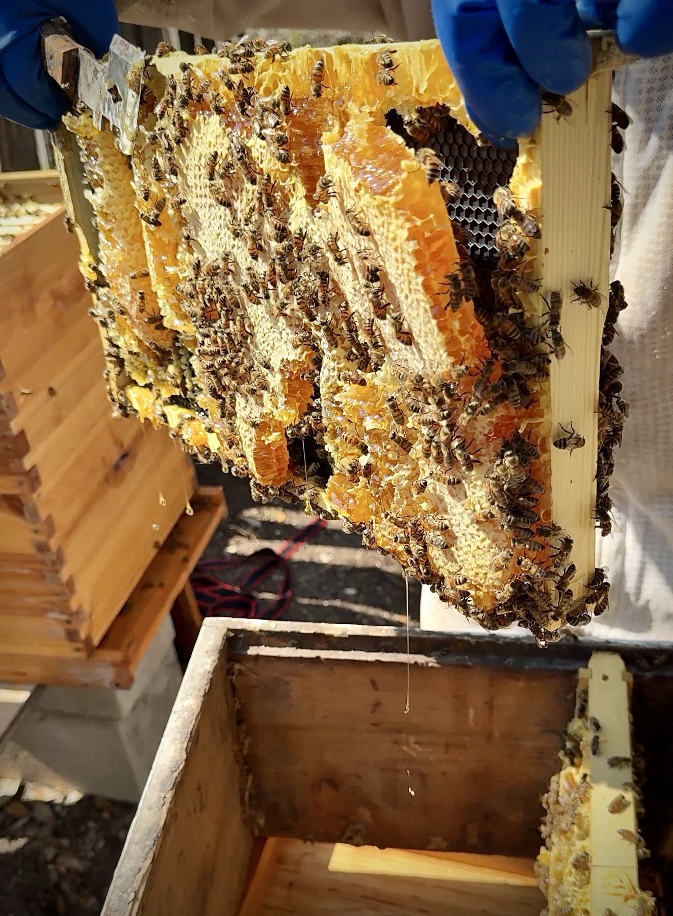 Bees on The Barely Functioning Farm
