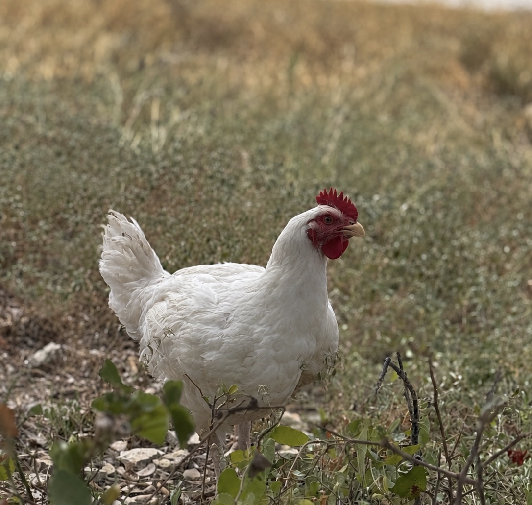 Chicken from The Barely Functioning Farm